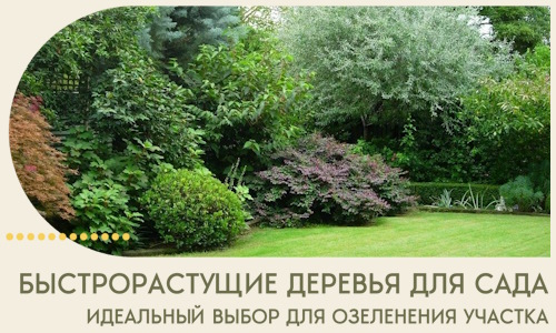 Быстрорастущие деревья для сада идеальный выбор в Кисловодске