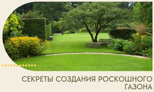 Секреты создания роскошного газона в Кисловодске